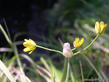 allium scorzonerifolium.jpg
